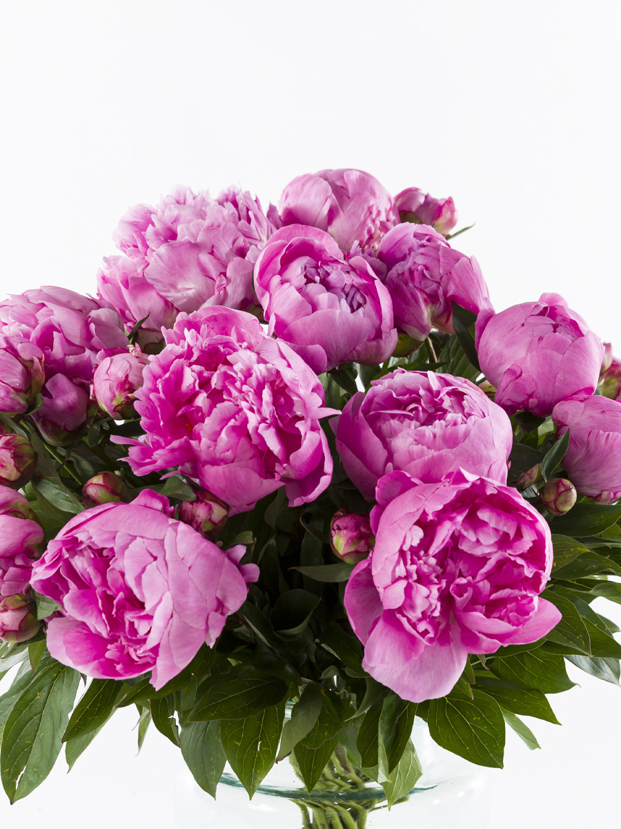 Pinke Pfingstrosen - Dr. Fleming