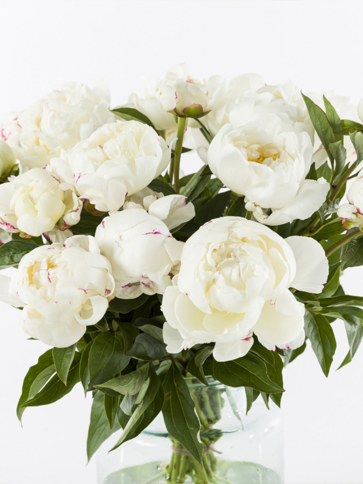 Weiße Pfingstrosen - Duchesse de Nemours