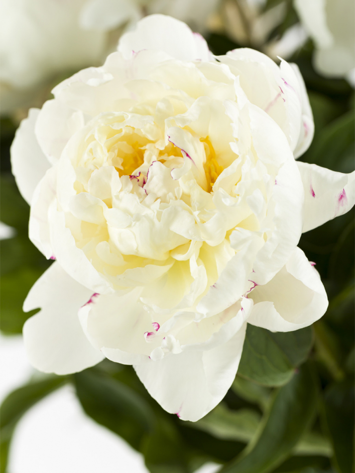 Weiße Pfingstrosen - Duchesse de Nemours