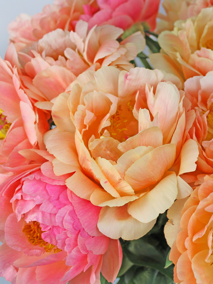 Apricot-Pinke Pfingstrosen