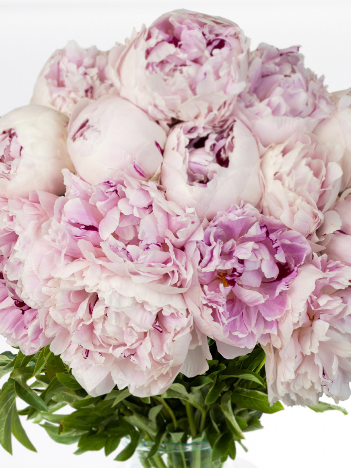 Rosa Pfingstrosen - Sarah Bernhardt