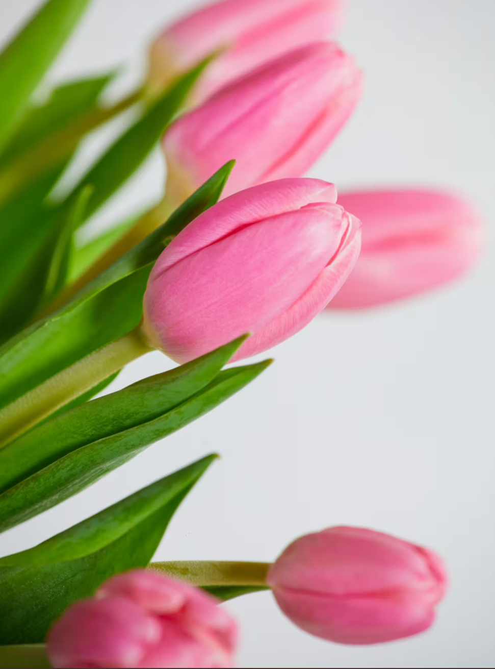 Pink Tulips