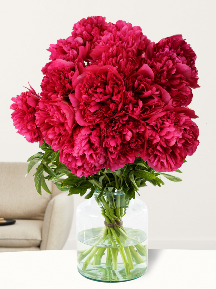 Rote Pfingstrosen - Red Charm