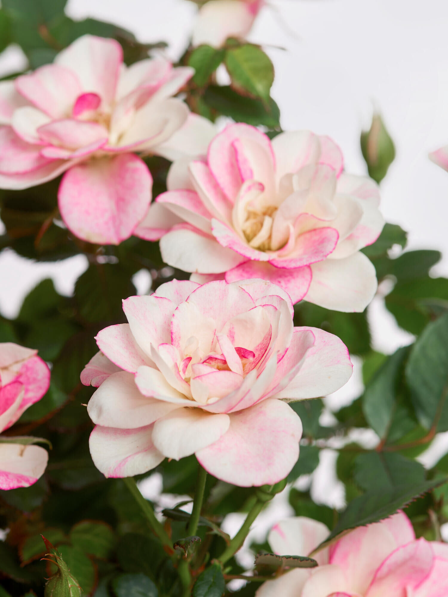 Pot rose &quot;Charming&quot; with Merci