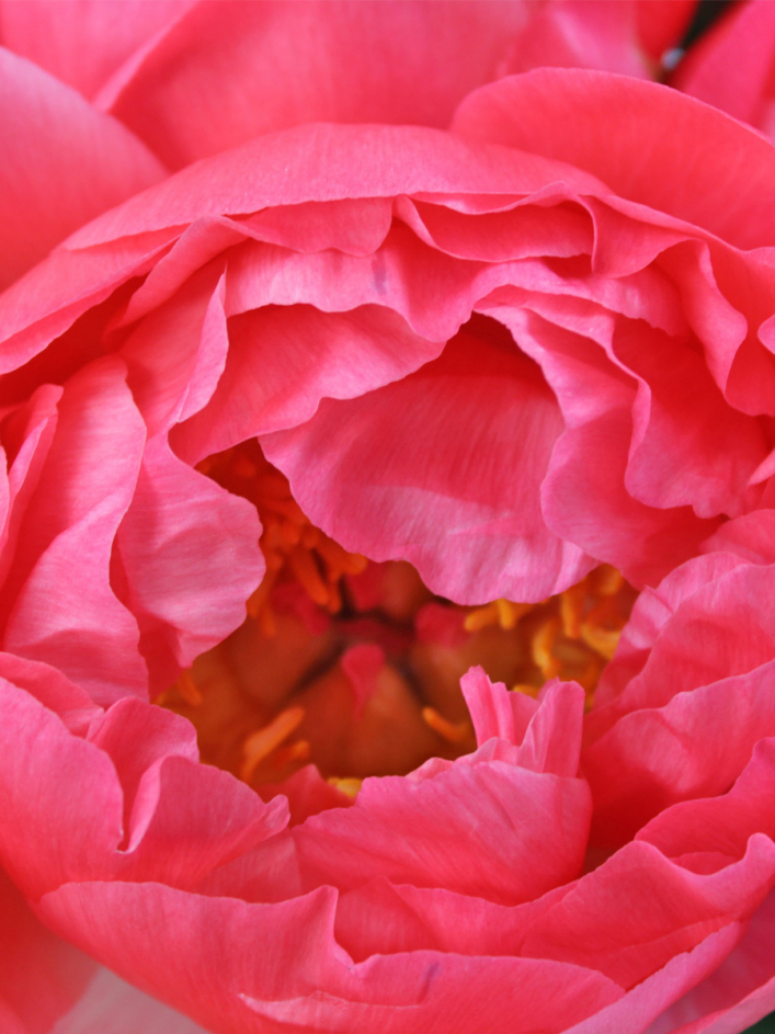 Apricot-Pinke Pfingstrosen