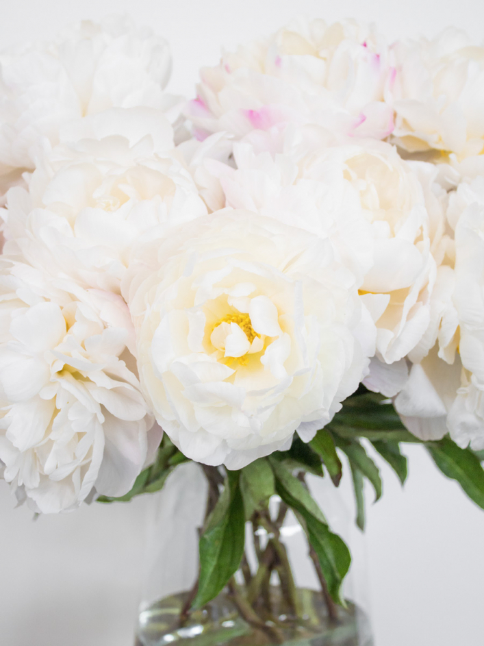 Weiß-Rosa Pfingstrosen - Gardenia