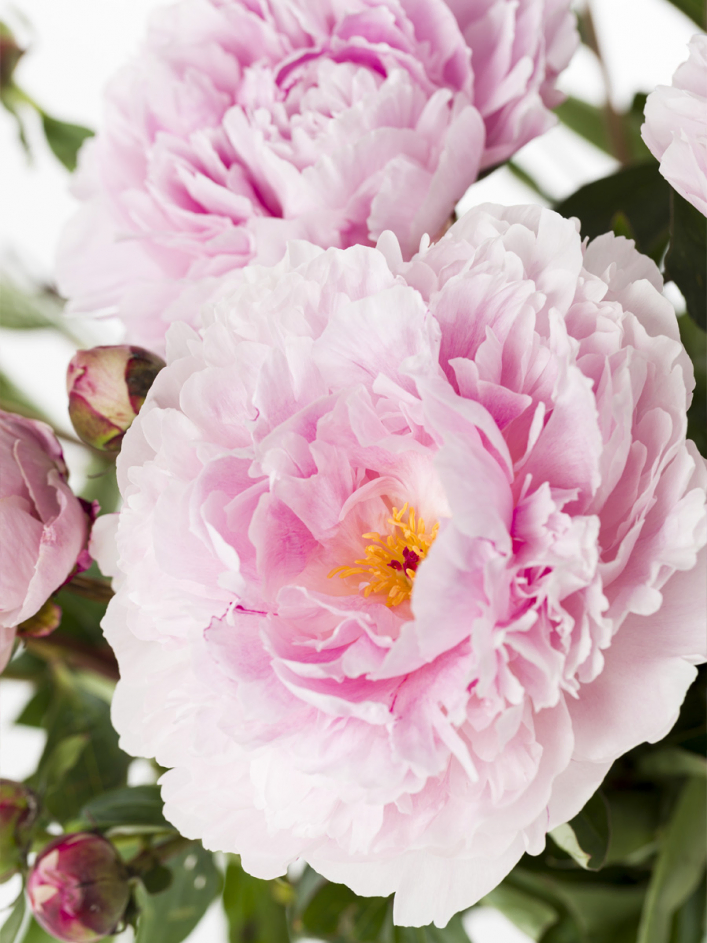 Rosa Pfingstrosen - Sarah Bernhardt