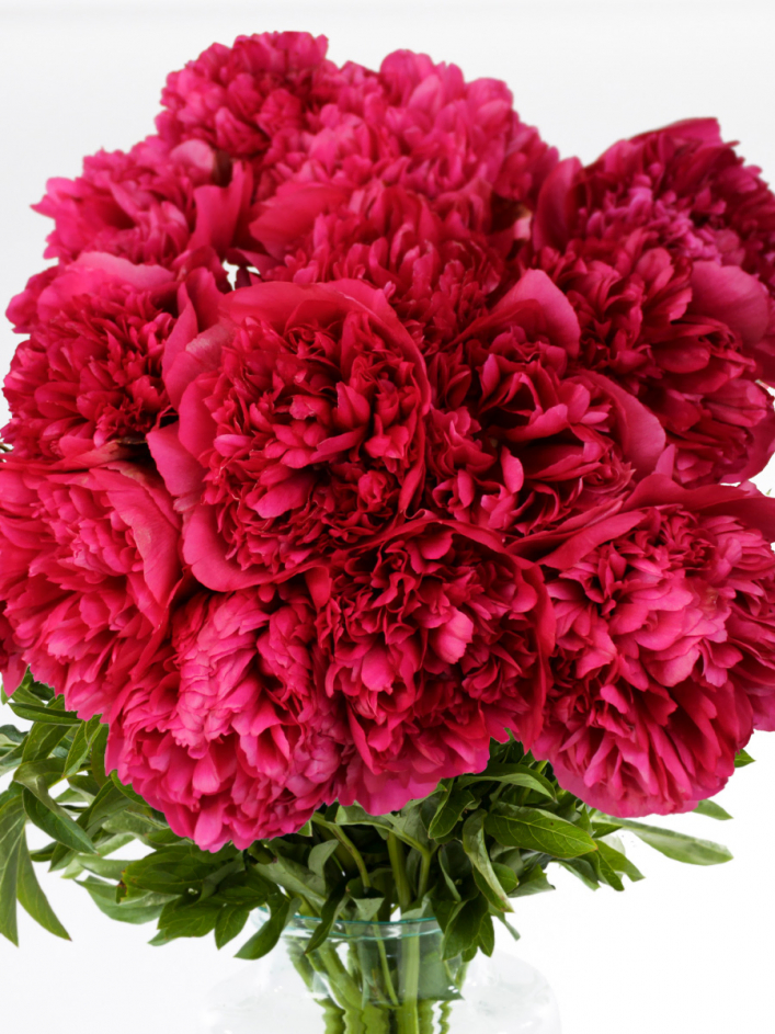 Rote Pfingstrosen - Red Charm