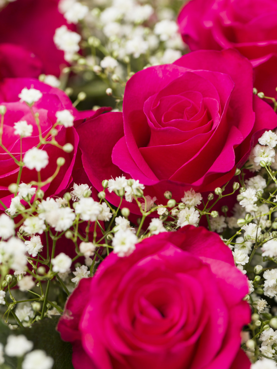 Leuchtend pinke Rosen