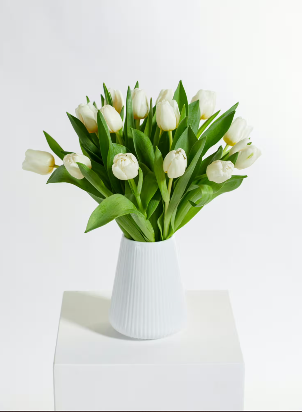 White Tulips