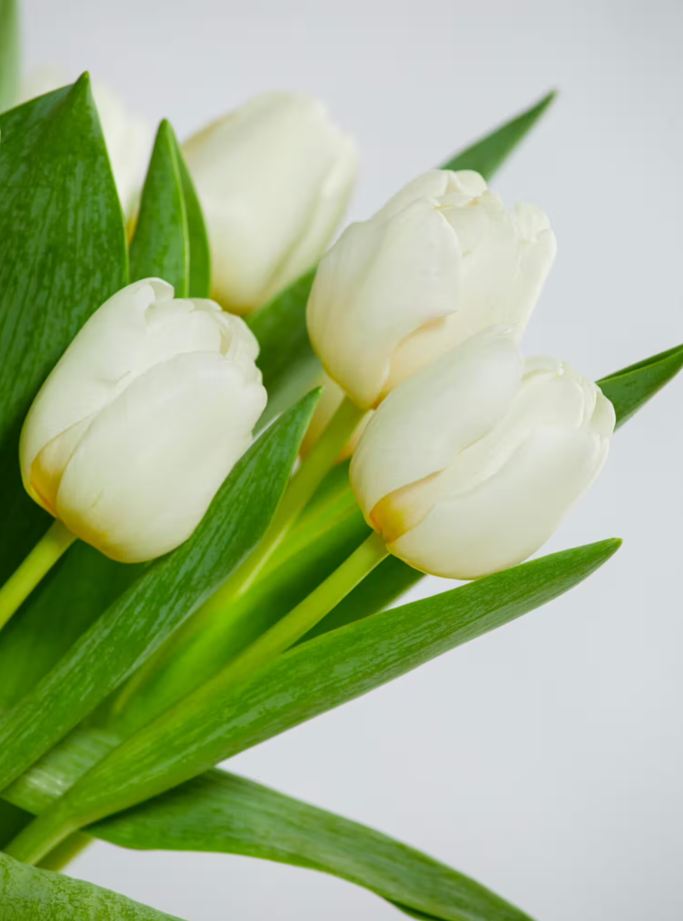 White Tulips