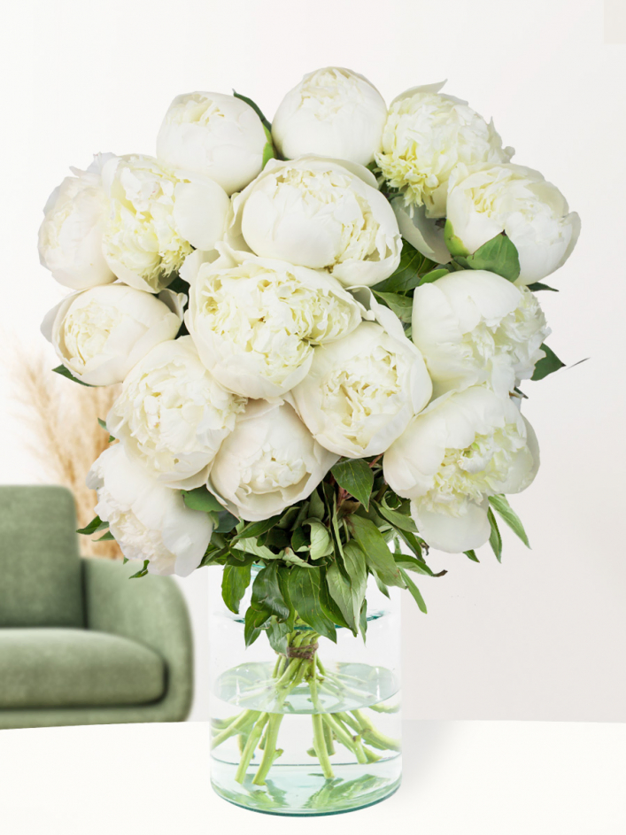 Weiße Pfingstrosen - Duchesse de Nemours