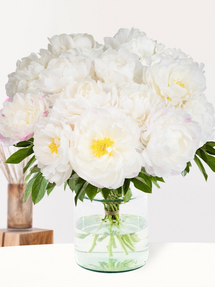 Weiß-Rosa Pfingstrosen - Gardenia