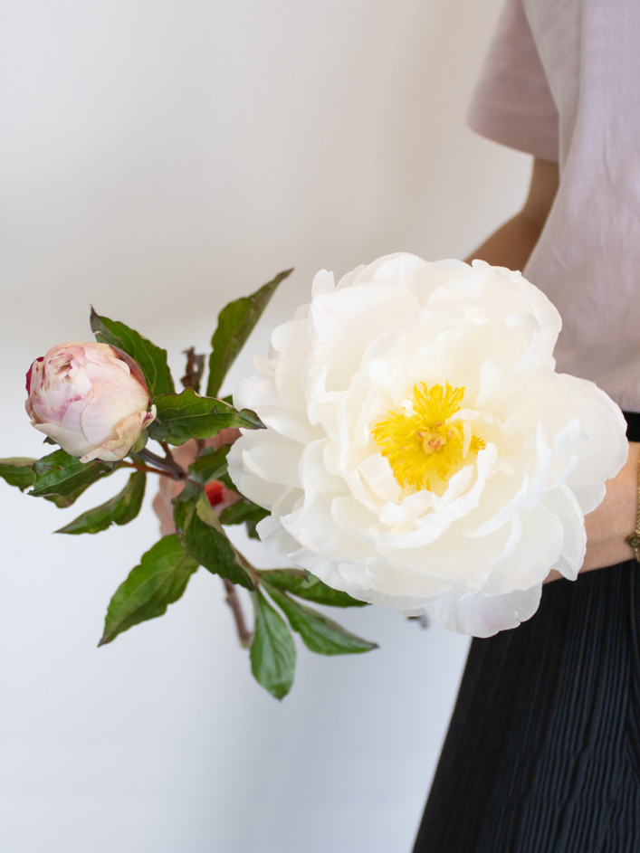 Weiß-Rosa Pfingstrosen - Gardenia