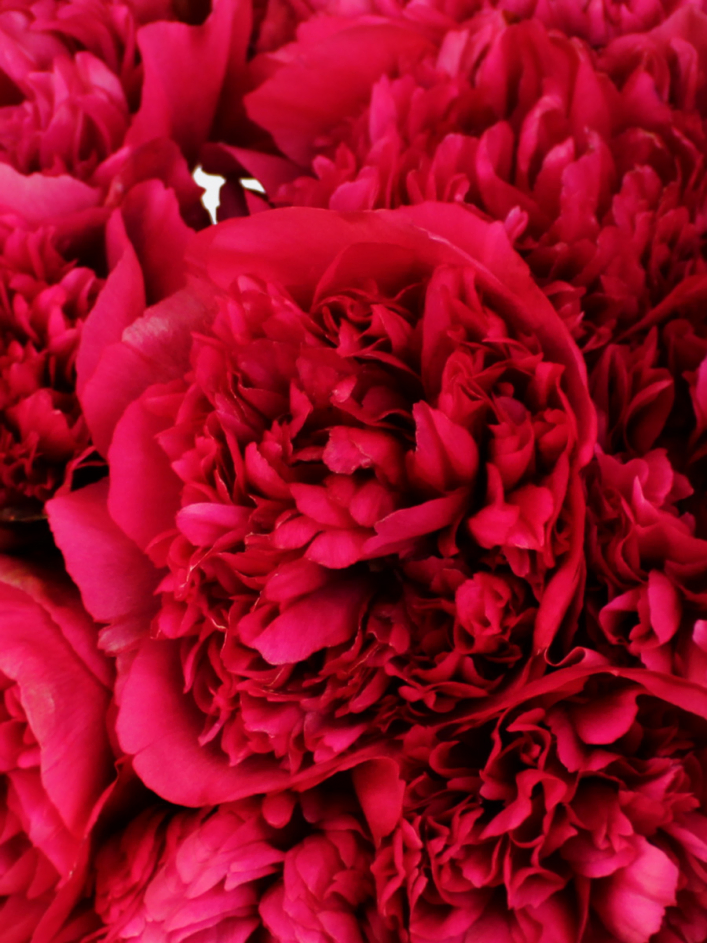 Rote Pfingstrosen - Red Charm